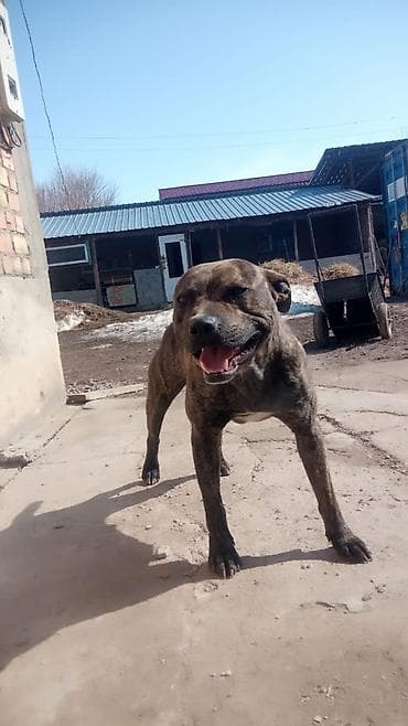 Ит бекер берем: Ит бекер берилет: Питбуль, 6 айлык, Эркек — 1