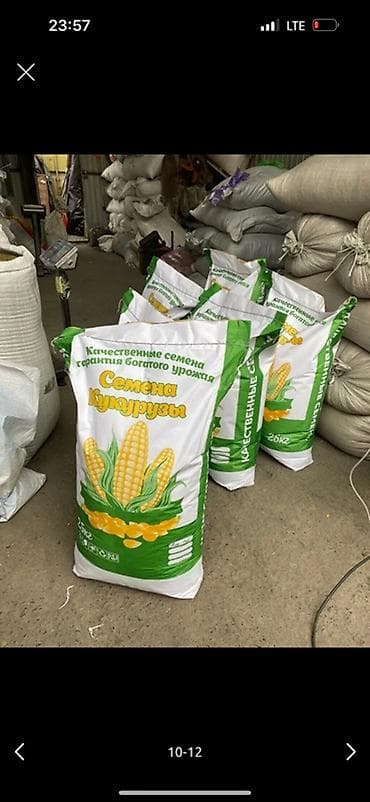 Продукты питания: Беде урук,1-сорт 99%онот кепилдик беребиз Жугору уруктурлору бар — 5