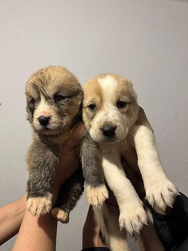 Вязка собак: Щенки, помет из нескольких малышей. Возраст по фото — совсем юные — 5