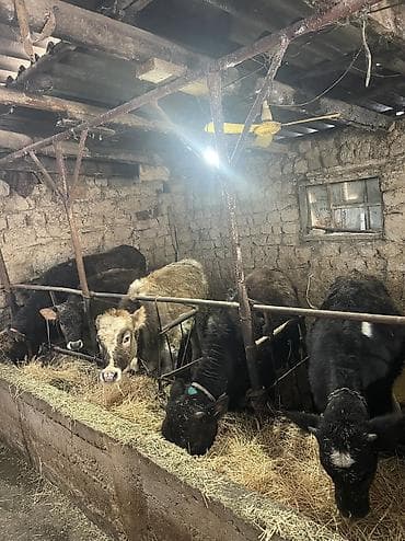 Продаю | Тёлка, Музоо, торпок | На откорм, Для разведения, Для молока