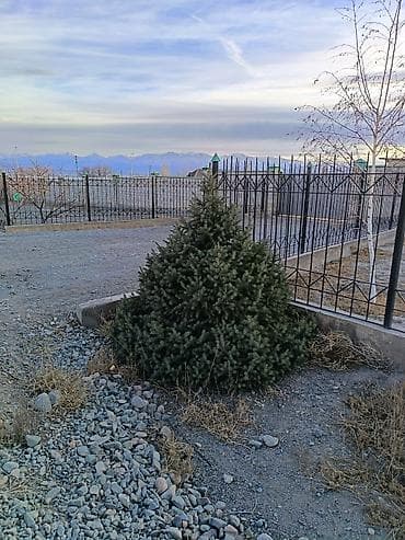 Семена и саженцы: 4 Елка 2 берёза сатылат бары 10миң сом Ель голубая (Picea pungens) — 3