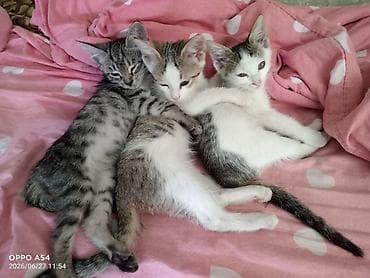 мини пу: Котята, помет из трёх малышей. Описание: - Возраст примерно 2–3 — 2