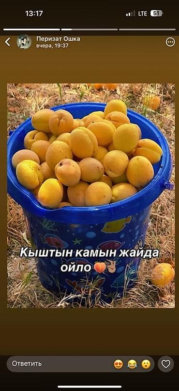 Продукты питания: Абрикосы Королевский, В розницу — 1