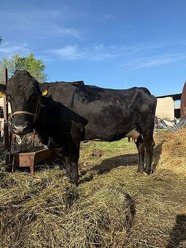 инкубатор курицы: Продаю | Корова (самка) | Для молока | Привязанные — 2