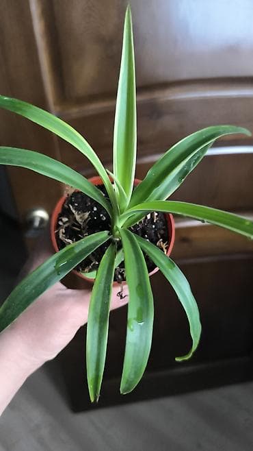 бетонные горшки: Комнатные растения в горшках 1) Фикуc эластика (Робуста) - Компактный — 8