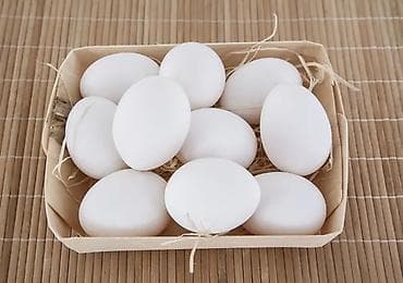 Другие животные: 🐣 Инкубационные яйца породы Леггорн (Лигорм) Продаются инкубационные — 1