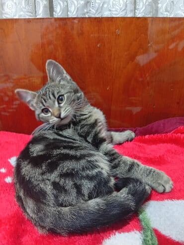 шотландская вислоухая длинношерстная кошка: 3 месяца, Мальчик — 5