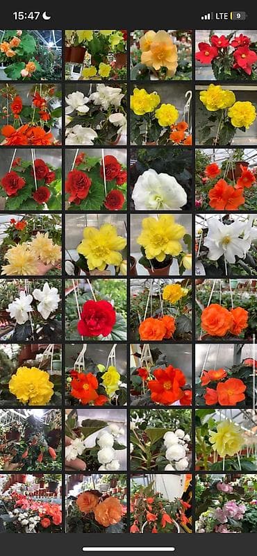 бегони: Бегония, есть разные сорта — 8