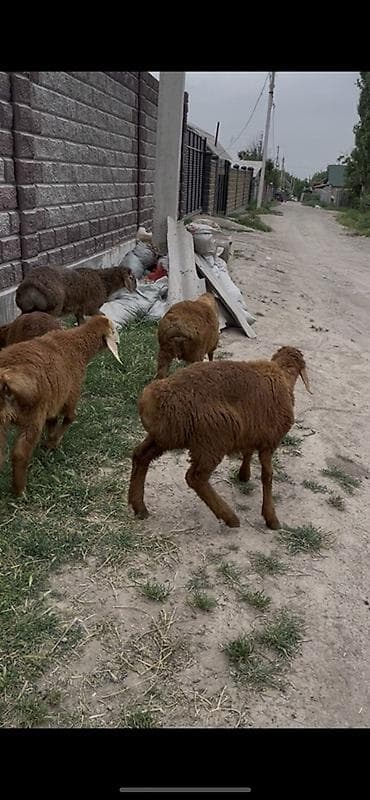рога муйуз: Продаю | Баран (самец), Ягненок | Арашан | Для разведения — 3