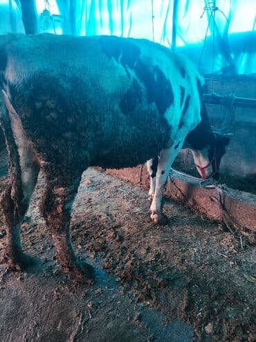 добрый карова: Продаю | Корова (самка) | Голштин | Для разведения, Для молока — 4