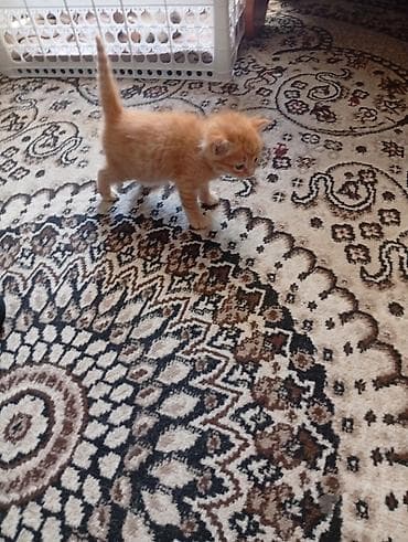 Мышыктар: Рыжие котята - Порода: домашние короткошёрстные - Окрас: классический — 2