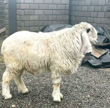 молочный коровы: Продаю | Овца (самка), Ягненок, Баран (самец) | Гиссарская, Долан, Арашан | Для разведения | Племенные, Котные, Осеменитель — 2