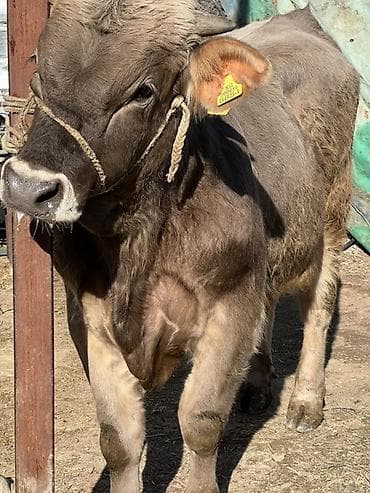 тай сатам: Сатам | Бука (эркек) | Швиц | Бордоп семиртүү үчүн | Байланган — 1