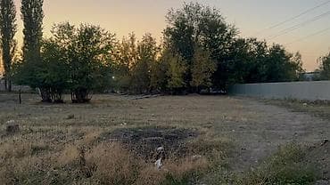 ош жапалак: 10 соток, Курулуш, Кызыл китеп — 1