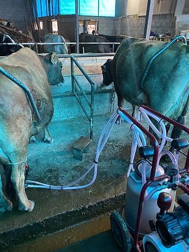 o store: Домашнее молоко 🥛 Коровы все здоровые имеются справки от ветеринара — 2