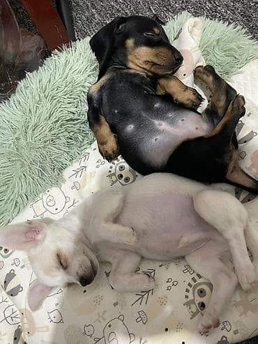 где можно купить кошку в бишкеке: Продаются замечательные щенки — такса и чихуахуа 🐶✨ Ищем заботливых и — 7