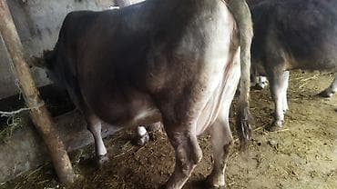 Продам с/х животных: Продаю | Корова (самка) | Швицкая | Для молока | Стельные — 4