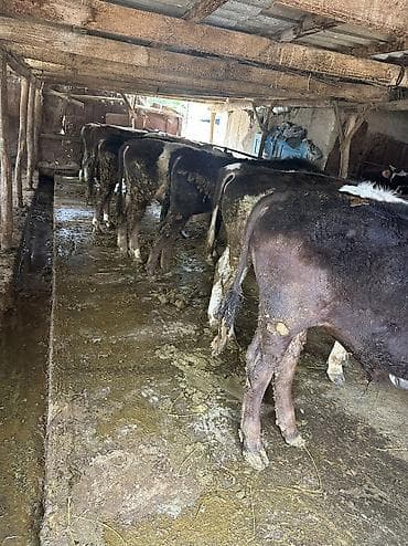 чау чау цена бишкек: Продаю | Бык (самец) — 1