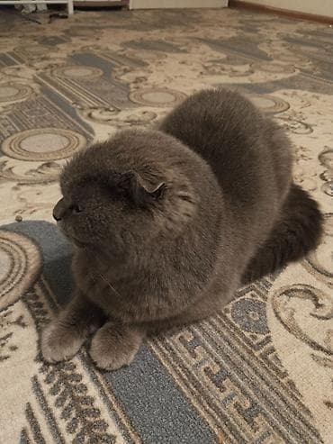 Шотландская кошка (скоттиш-фолд), окрас: сплошной серый (blue)