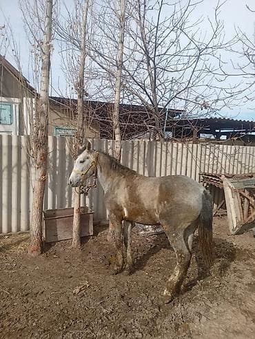 Продаю | Жеребец | Рабочий