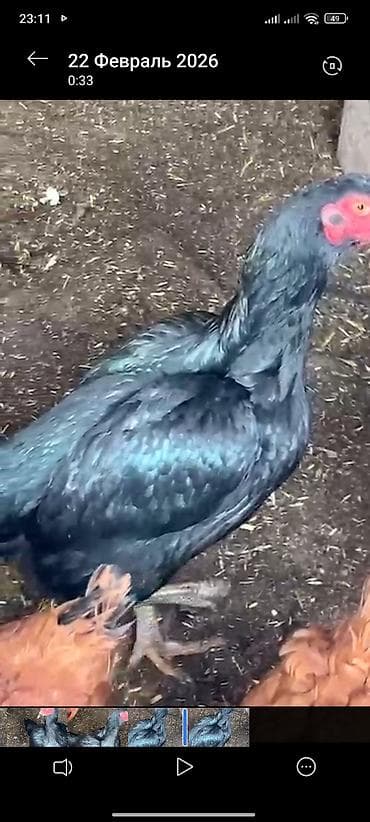 комнаты в джалал абаде: Курица бойцовский породы несётся 1500 сом — 2