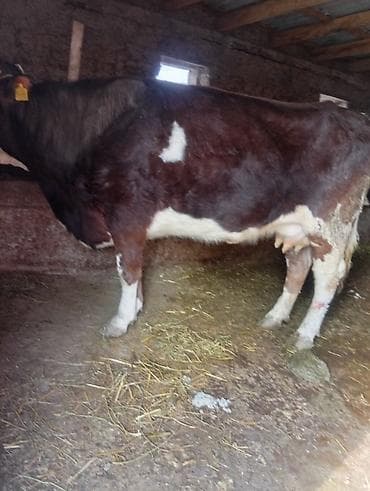 молоко осла: Продаю | Корова (самка) | Для молока | Привязанные — 2
