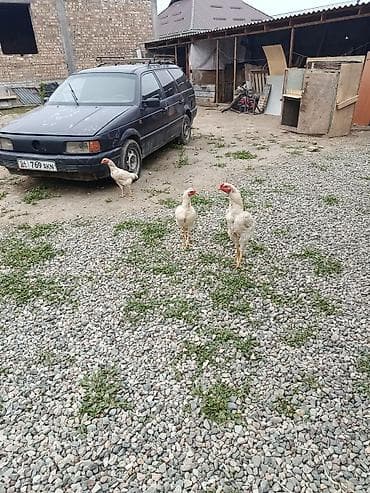 домашние птицы: Продаю | Куры, Петух | Дакан | Для боев — 2