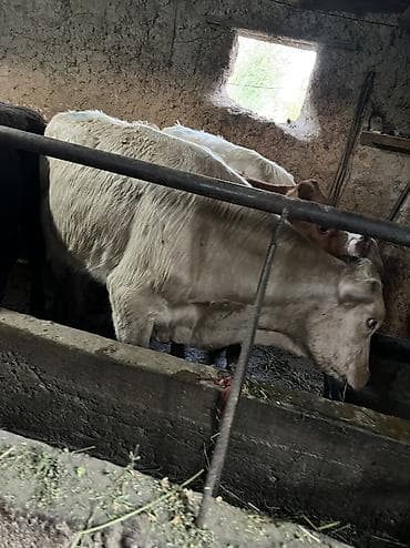 продаю тёлка: Продаю | Бык (самец) | Ангус, Герефорд, Швицкая | На откорм, Для разведения — 9