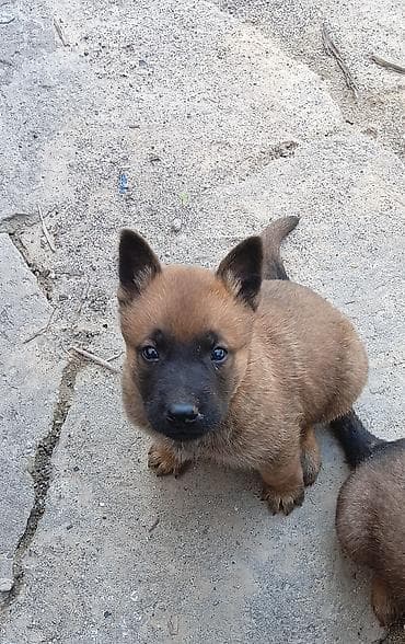 бельгийский афчарка: 1 месяц, Самец, С родословной — 1