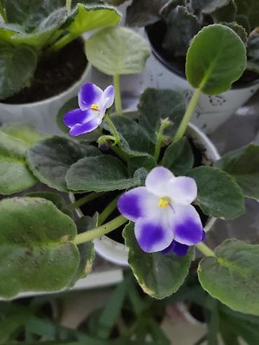 фиалку: Фиалки (сенполии) и герань (пеларгония) в горшках — комнатные цветущие — 1