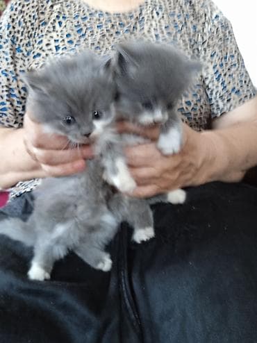кошка каракол: Отдадим котят в добрые и заботливые руки. На полчаса поиграться не — 3