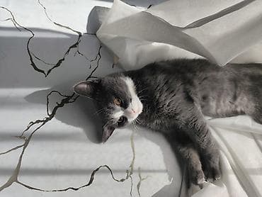 Вязка кошек: Британская короткошёрстная, 5 месяцев, Мальчик, Приучена к лотку — 7