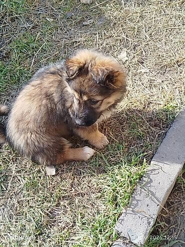 лабладор собака: Собака даром: Дворняжка, 2 месяца, Самка — 2