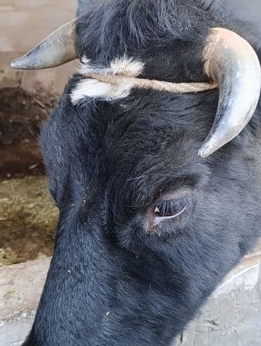 калифорния черви: Продаю | Корова (самка) | Для разведения, Для молока — 5