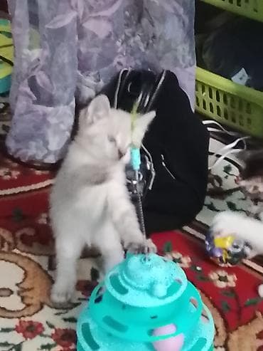 Кошки: Котята, домашние, ласковые и игривые. Дата выпуска 13 апреля — 7