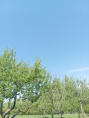 s 5 5: Услуга: профессиональная обрезка и уход за плодовыми деревьями в саду — 1