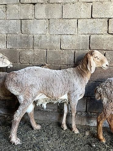 брама палевая: Продаю | Баран (самец) | Для разведения | Осеменитель — 2