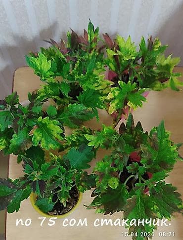 Филодендроны: Сингониум "Пиннатум вайт вариегатный" Эпипремнум "Себу блу" с — 10