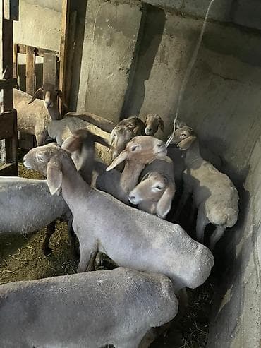 степке алмашам: Сатам | Козу | Арашан | Көбөйтүү үчүн — 1