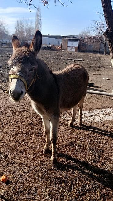 тр 40: Продаётся осёл можно договорится — 2