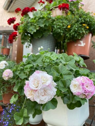 асбест бишкек: Пеларгония (плющелистная) — 7