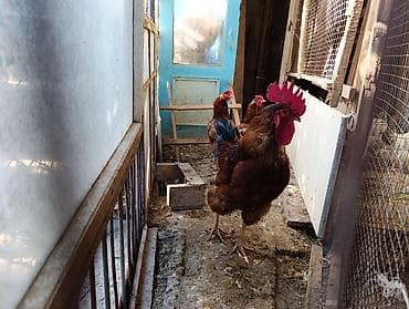 тоджон корейский: Продаю | Куры | Для разведения — 1
