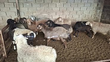 цетка для кур: Продаю | Овца (самка) — 3