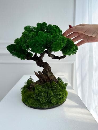 Деревья-бонсай из натурального стабилизированного мха🌳 -это