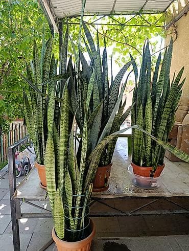 Үй жана бакча: Сансевиерия (Щучий хвост, Sansevieria trifasciata) в горшках, крупные — 2