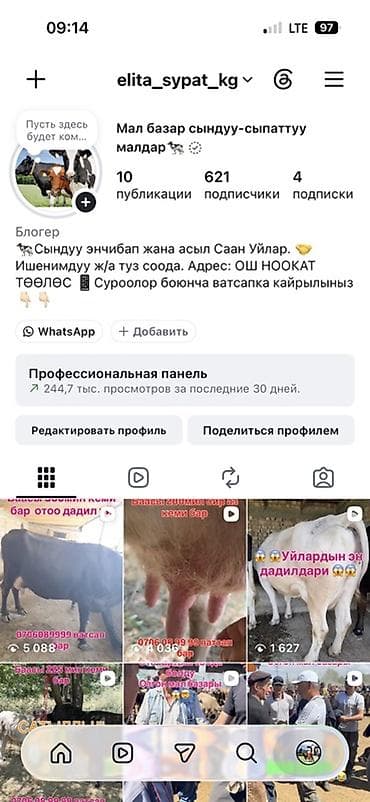 Сатам | Уй (ургаачы), Бука (эркек), Кунаажын | Аргын, Ангус, Голштин | Сүт алуу үчүн | Асыл тукумдуу — 1