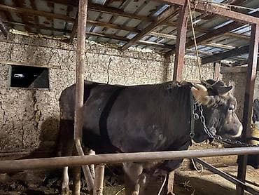 бир: Сатам | Бука (эркек) | Бордоп семиртүү үчүн | Байланган — 2