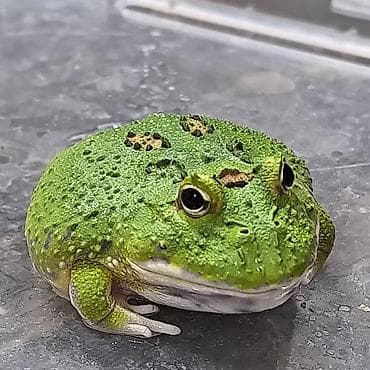обезьяна домашняя купить: Лягушка, порода рогатка, декоративная,живая, домашний питомец — 6