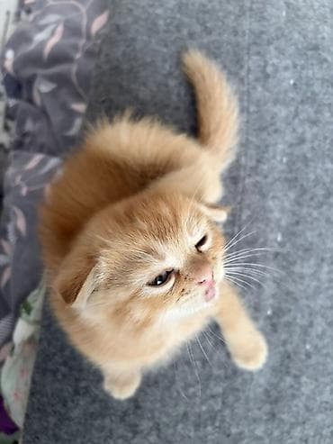 Мышыктар: Котята из одного помёта. Породы/тип: - Шотландские вислоухие (рыжие — 6