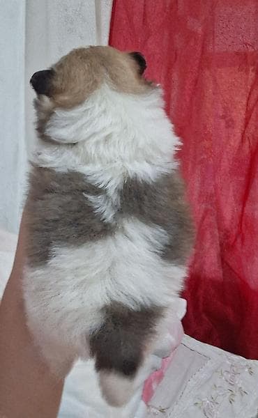 немецкий шпиц цена: Выставляется на бронь щенок помиранского шпица . Девочка . Родилась 14 — 3